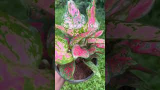 Aglaonema aglonema aglaonema plantlover plantforsale homegarden kerala pala indoorplants [upl. by Aglo511]