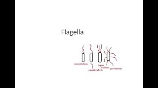 Microbiology 040 a Flagella Arrangement Bacteria Motility Structure Demonstrate Craige tube hanging [upl. by Riatsala]