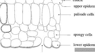 The TS of Dicot Stem [upl. by Eirolam886]