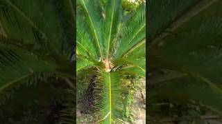 সাগো পাম🌴🌴SAGO PALM cycus plant garden সাইকাস গাছ [upl. by Belmonte811]