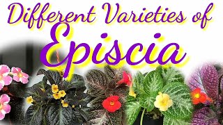 Different Varieties of Episcia [upl. by Legyn]