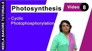 Photosynthesis  NEET  Cyclic Photophosphorylation  Neela Bakore Tutorials [upl. by Namhar984]