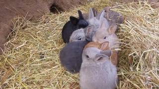 Zwergkaninchen kuscheln im Heu [upl. by Haela]