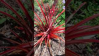 red pineapple ananas bracteatus  BROMELIAD family tropical fruit [upl. by Sibilla386]