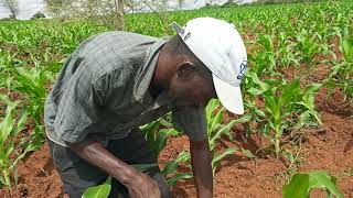 MAIZE FARMING [upl. by Amandy746]