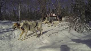 Traineau a chiens Québec [upl. by Zebaj]