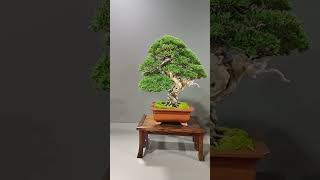 Paseo por la exposición del Congreso Europeo del bonsai 2024 [upl. by Haimorej]