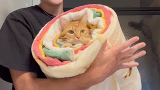 Worlds Largest Purrito [upl. by Gussie]