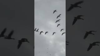 Canada Geese Fly Past Jackdaws And Rooks At Dusk birds avian nature [upl. by Atcliffe]