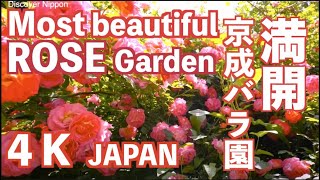 4k Most Beautiful Rose Garden in the World 京成バラ園 ローズガーデン 薔薇園 植物園 バラ祭り Japan Keisei garden Japan [upl. by Huai]