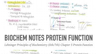 1001 Notes 📒 Ch 5 Protein Function 📝 Lehninger Principles of Biochemistry 6th7th Notes [upl. by Ribal583]