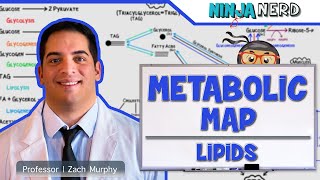 Metabolism  The Metabolic Map Lipids [upl. by Nelluc417]