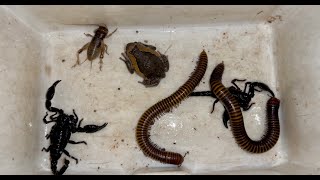 During Downpour I Catch Sweet Giant Millipedes Rain Frog One Cricket and Black Scorpions So Love [upl. by Attiuqaj41]