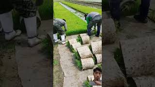 Agriculture satisfying grass agriculture longgrass farming grassseed farmer grasse [upl. by Anamor]