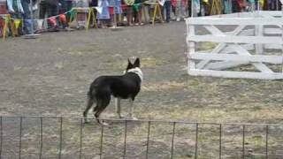 Border Collies Sheep Herding at the Portland Highland Festival 2008 [upl. by Anirdnaxela]