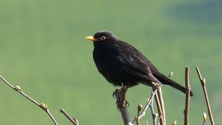 Sounds of Nature Blackbird 1 Hour of the Blackbirds Song [upl. by Iong]