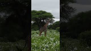 Op safari met Benthe pptv shortvideo shortsvideo shorts [upl. by Stanley]