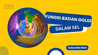 5 Fungsi Badan Golgi Dalam Sel badangolgi fungsibadangolgi sel tumbuhan hewan [upl. by Mail97]