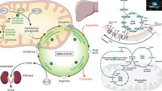 Amino Acids Degradation Protein Catabolism [upl. by Childs]