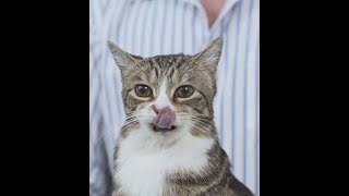 Howto give a cat a pill tutorial [upl. by Parik]