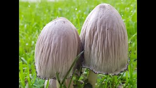 Coprinopsis atramentaria  Coprinus atramentarius Comestible Sin mezclar con alcohol [upl. by Aioj438]