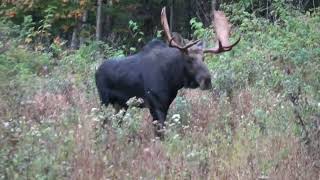 Moose hunt 2024 First bull week zone 1 Maine [upl. by Nyliahs]