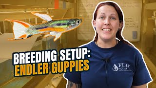 BREEDING Rare N Class Endlers Tank Setup [upl. by Rosy876]