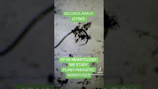 NEMATODE QUICK FACTSnematodes agriculture stem microscope [upl. by Marjory]