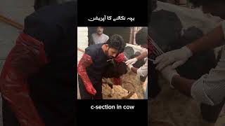 csection cow caesarean section cow cow animalmedicine cowgoat farming animalhealthcare [upl. by Hanway653]