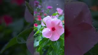 Noyontara flower🌸shortvideo garden gardenplants nature foryou [upl. by Atsylac219]