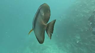 Batfish following me when scuba diving [upl. by Fiona]