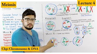 Meiosis  Stages of Meiosis  Cell cycle  Lecture 4 [upl. by Dnalyag]