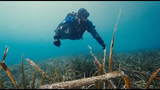 Posidonia Oceanica the Blue Forest of the Mediterranean [upl. by Winterbottom]