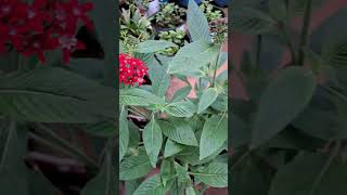 Red amp pink Pentas flower plant  pentas plantmusic gardening [upl. by Arakaj]