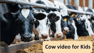 Cow video for Kids Toddlers  Cow Videos for Childrens [upl. by Neelrahc]