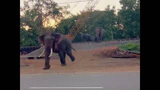 A Large Heard of Elephants Crossing the Train Track AnimalTVVideos [upl. by Serrano]