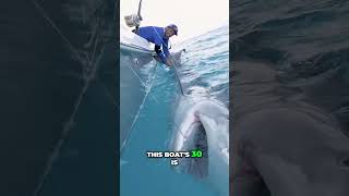 Massive 13Foot Shark Caught [upl. by Liw]