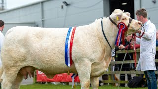 Charolais Judging at Balmoral Show 11th May 2022 [upl. by Aiuhsoj]