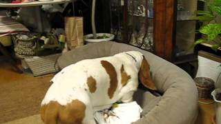 HAL basset hound  his bed making [upl. by Eener]