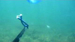 Spearfishing south australia Yorke penninsula [upl. by Aivatnahs]