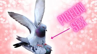 how do pigeons mate [upl. by Shanta]