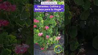 Guía para el Cultivo Exitoso de Geranios Consejos y Cuidados [upl. by Akerahs902]