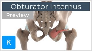 Functions of the obturator internus muscle preview  3D Human Anatomy  Kenhub [upl. by Zara]