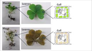 How Atrazine Kills Plants [upl. by Rexana12]