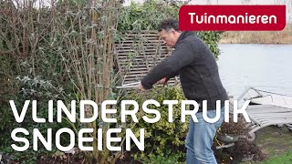 Vlinderstruik Buddleja snoeien hoe doe je dat  Tuinmanieren [upl. by Evvie]