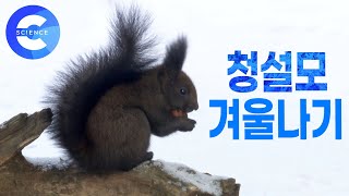 청설모가 눈밭을 뛰어다니는 이유는 무엇일까 🐿 다람쥐와 다른 청설모 이야기 [upl. by Htinek]