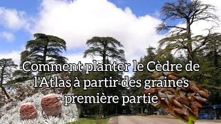 comment planter le Cèdre de lAtlas à partir des graines   première partie [upl. by Oidgime629]