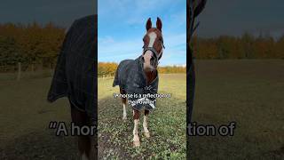 Like owner like horse… sadly 😂 horse pferde horses equestrian funny trending fun riding [upl. by Naneek]