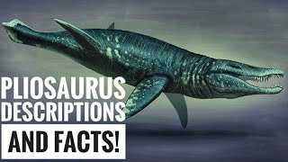 Pliosaurus  Description and Facts [upl. by Romona]