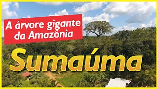 Sumaúma a árvore gigante das várzeas da Amazônia [upl. by Haleemak665]